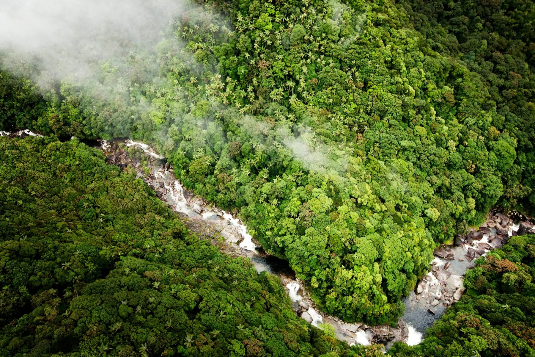 Daintree rainforest canopy